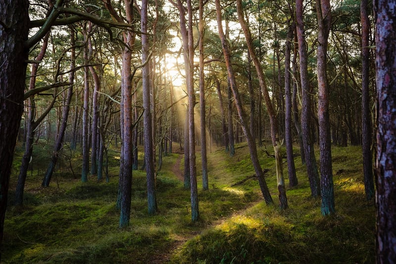 Tai Chi in Nature